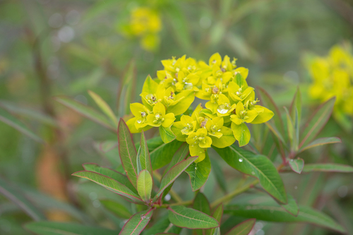 Euphorbia sikkimensis, photograph 1