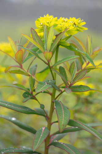Euphorbia sikkimensis, photograph 2