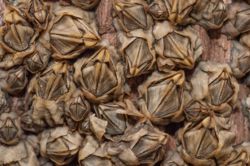 Australasian barnacle