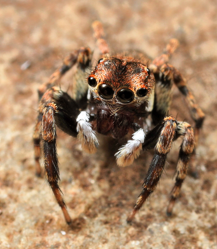 Habrocestum africanum