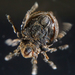 Neoliodidae - Photo (c) Benjamin Schwartz,  זכויות יוצרים חלקיות (CC BY-NC), הועלה על ידי Benjamin Schwartz