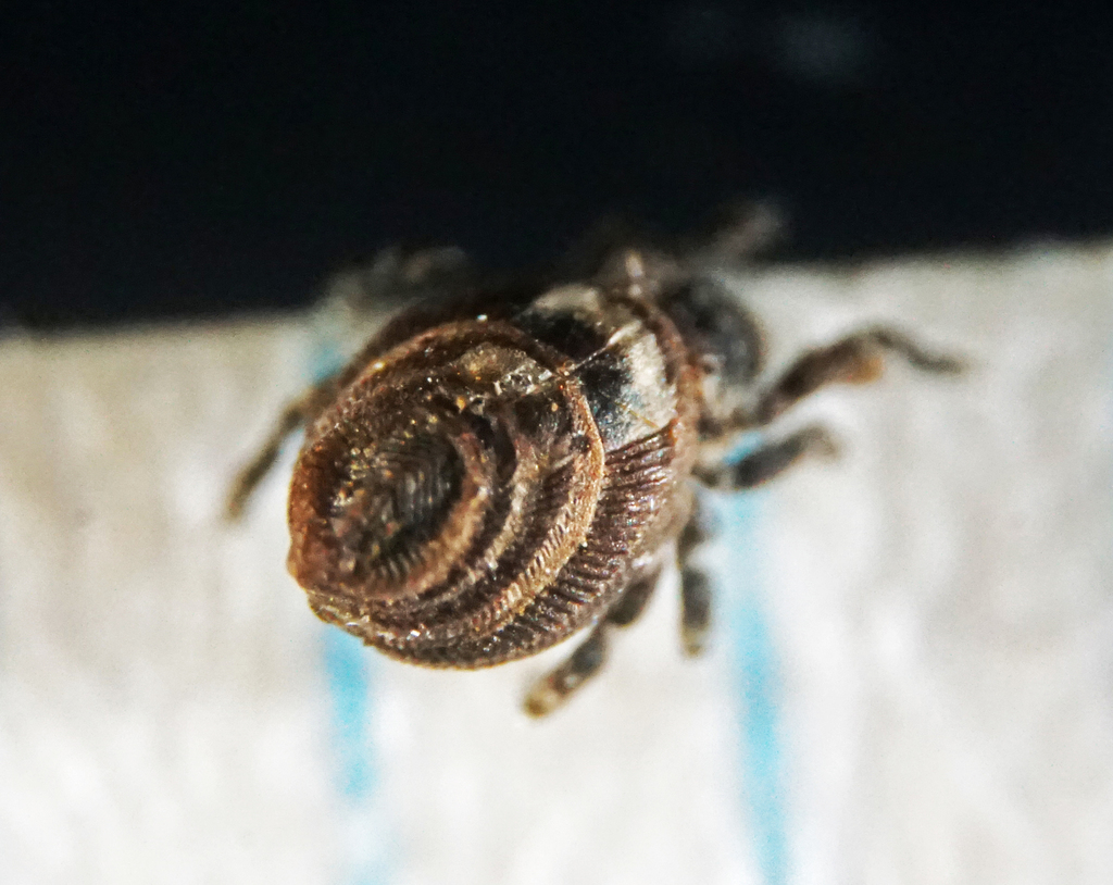 Neoliodes