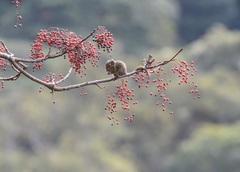 Tamiops maritimus formosanus