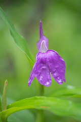 (c) Morten Ross, some rights reserved (CC BY) Roscoea auriculata, photograph (c) Morten Ross, some rights reserved (CC BY)