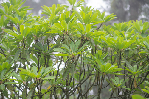 Daphniphyllum himalense, photograph 2