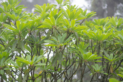 Morten Ross, CC BY, iNaturalist via GBIF Daphniphyllum himalense, photograph Morten Ross, CC BY, iNaturalist via GBIF