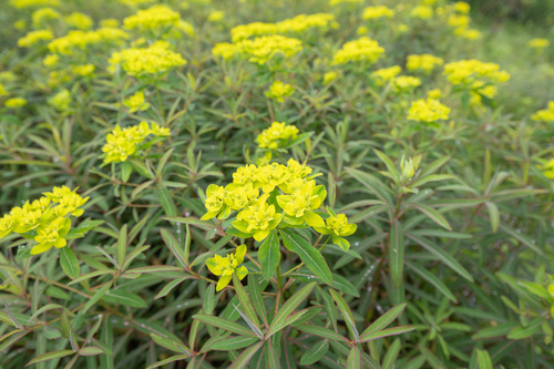 Euphorbia sikkimensis, photograph 3