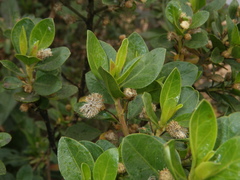 Baccharis