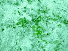 Halophila ovalis