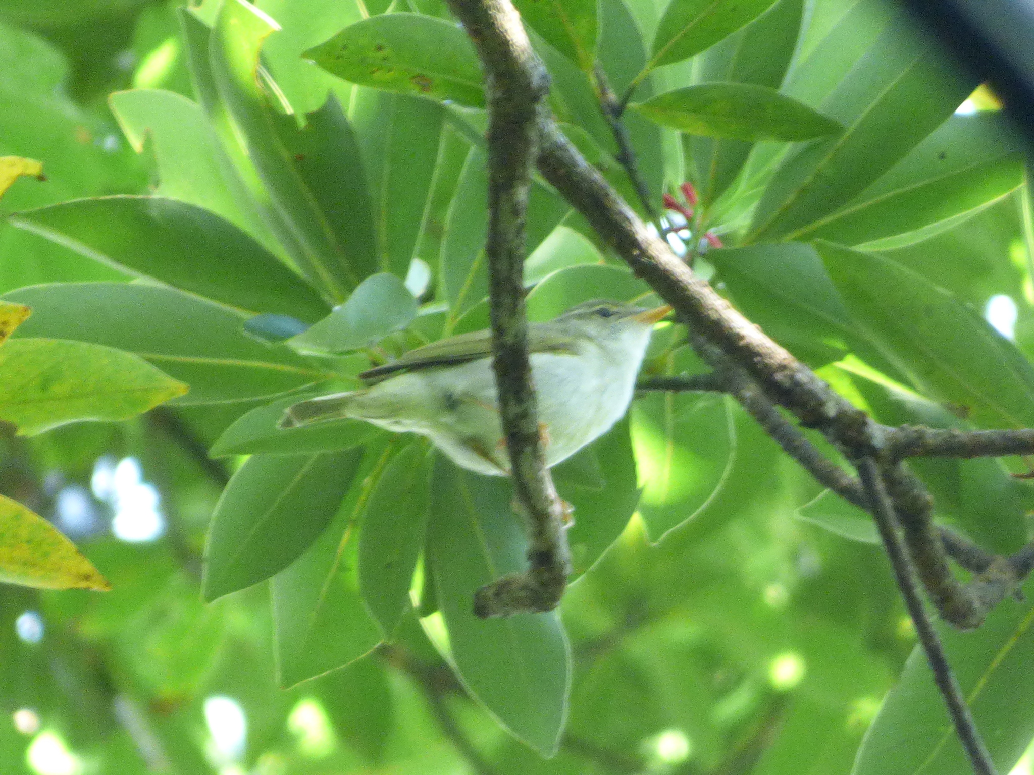 Ijima's Leaf Warbler