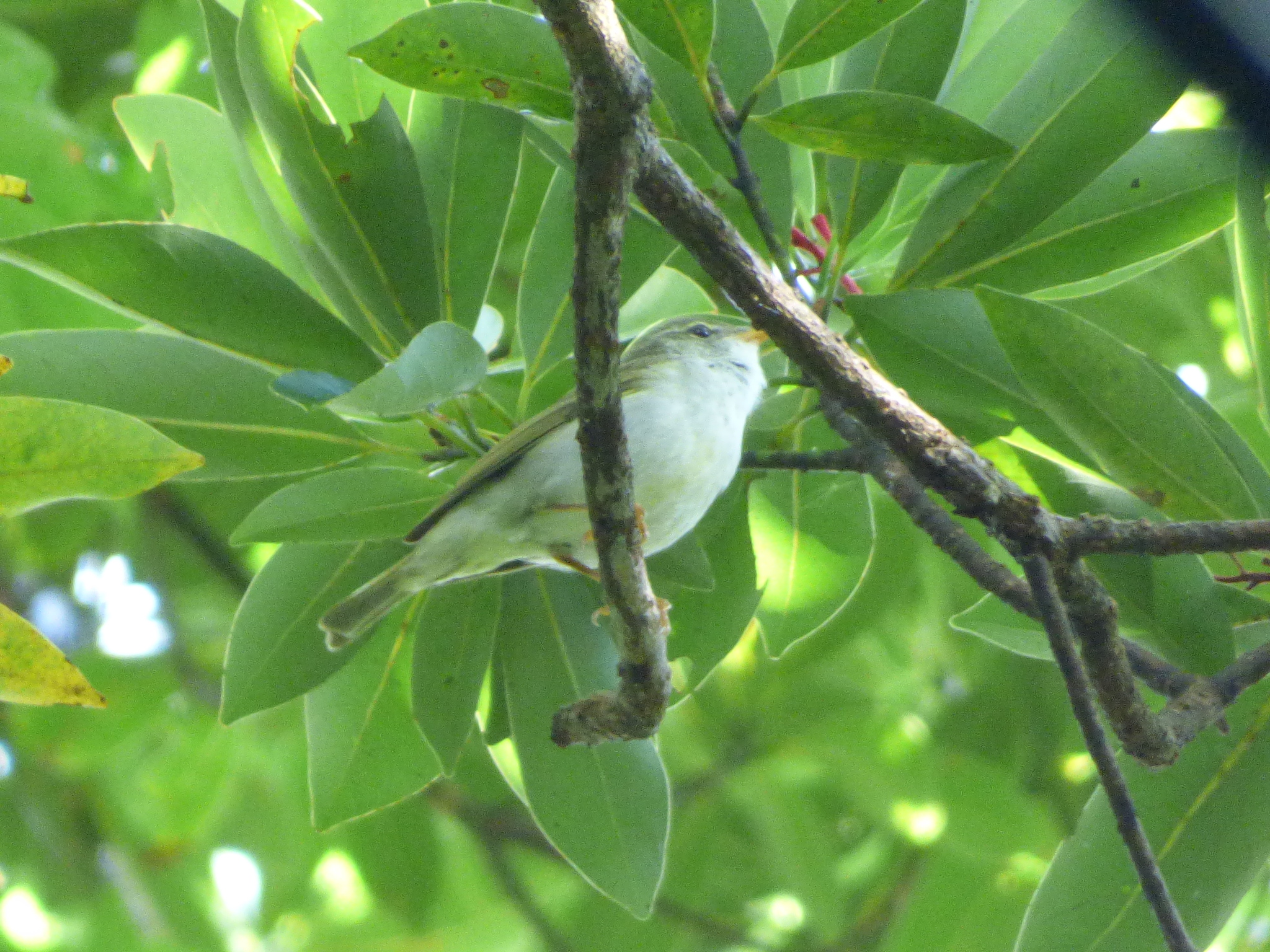 Ijima's Leaf Warbler