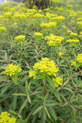 Euphorbia sikkimensis, photograph Morten Ross, CC BY, iNaturalist via GBIF