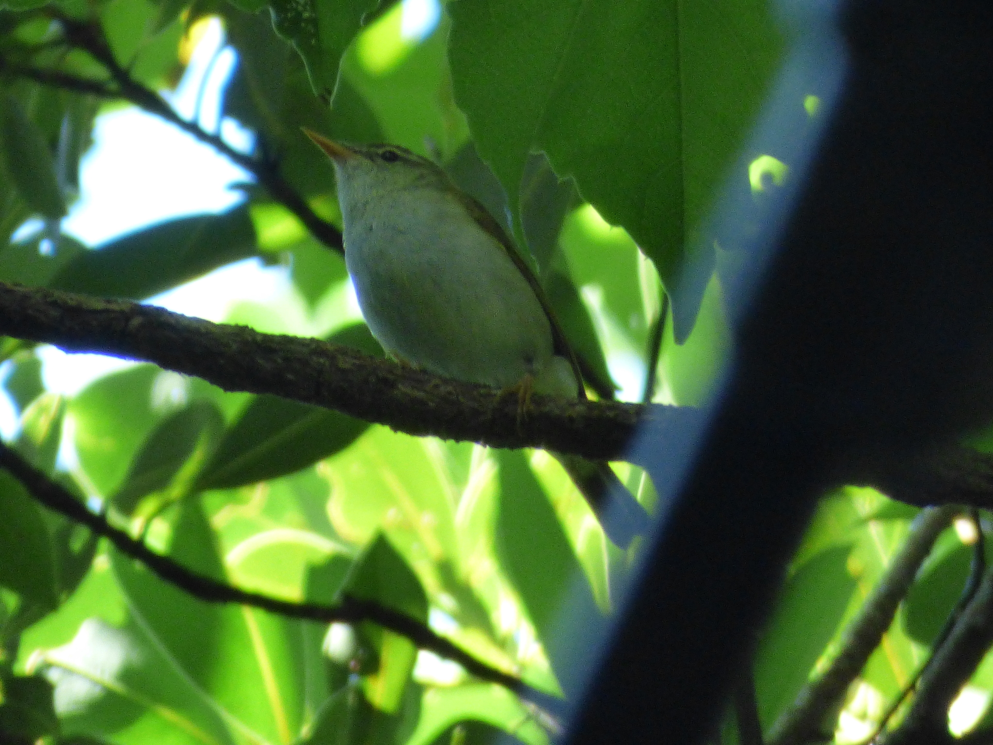 Ijima's Leaf Warbler