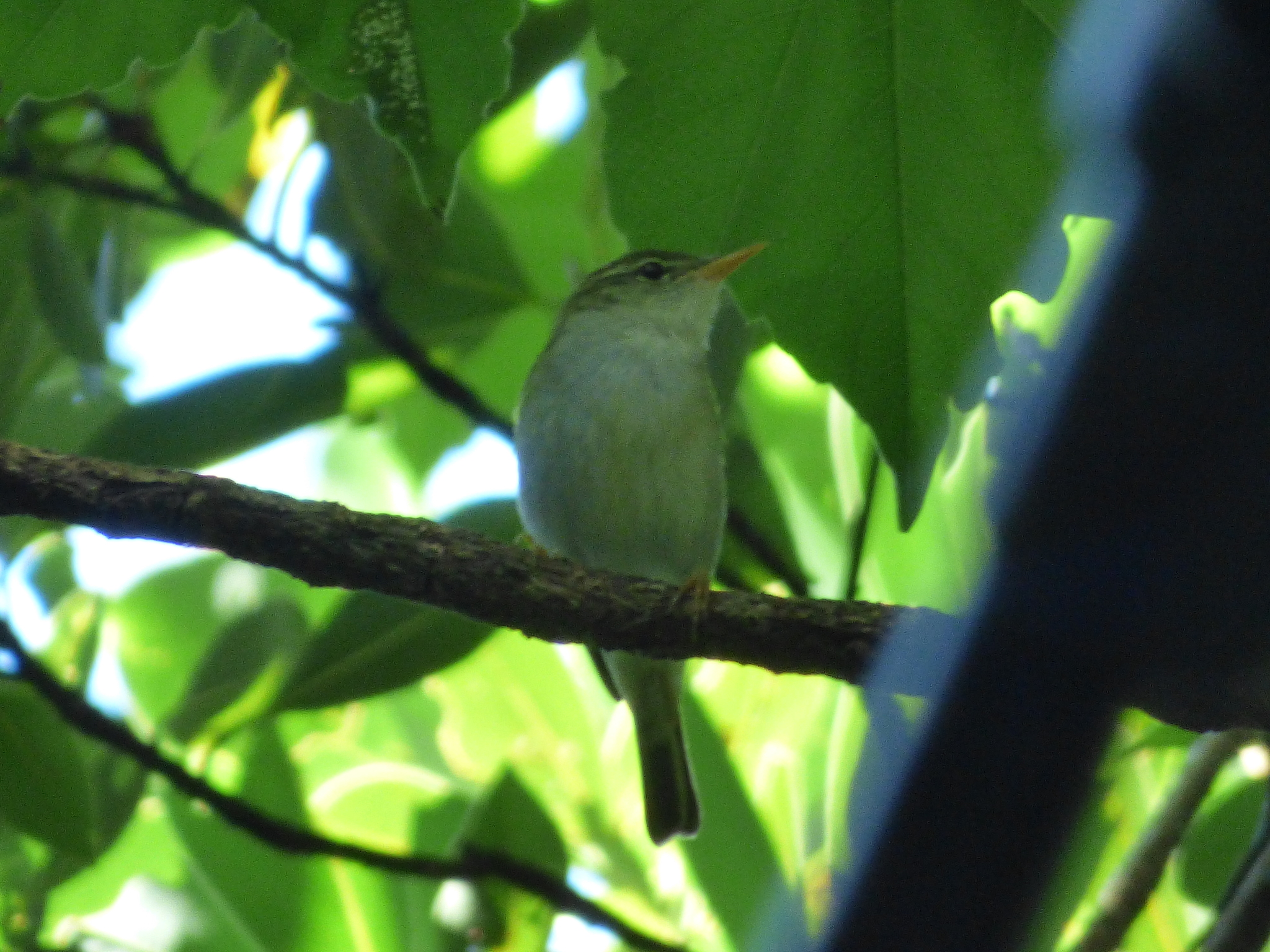 Ijima's Leaf Warbler