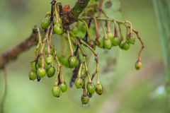 Morten Ross, CC BY, iNaturalist via GBIF Daphniphyllum himalense, photograph Morten Ross, CC BY, iNaturalist via GBIF