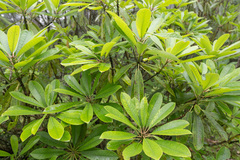 Morten Ross, CC BY, iNaturalist via GBIF Daphniphyllum himalense, photograph Morten Ross, CC BY, iNaturalist via GBIF
