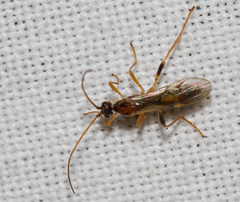 Rogadinae