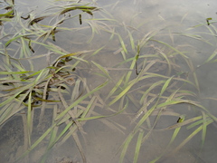 Posidonia australis