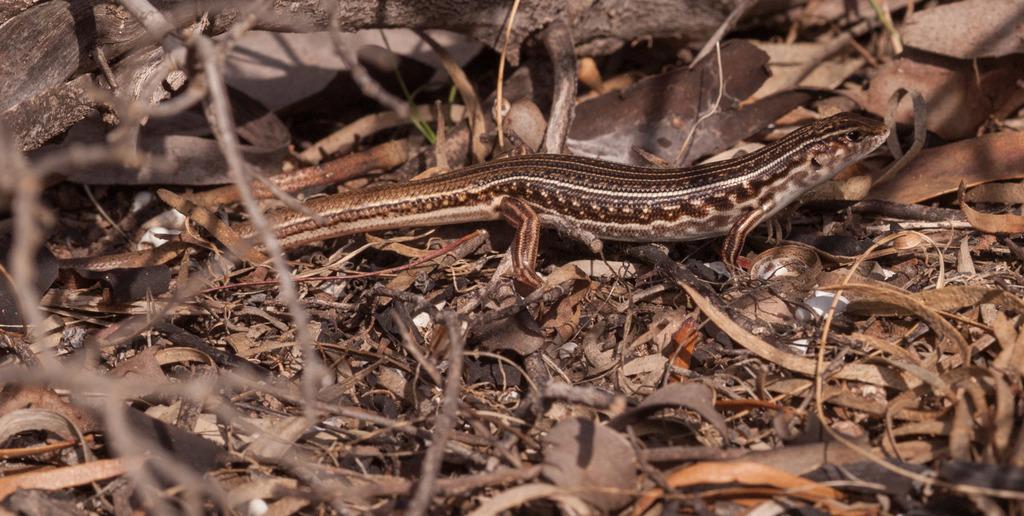 Oriental Ctenotus