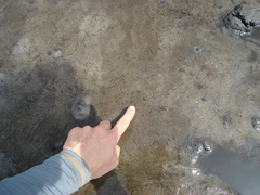 Halophila