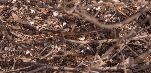 Ctenotus orientalis