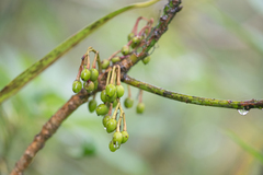 Morten Ross, CC BY, iNaturalist via GBIF Daphniphyllum himalense, photograph Morten Ross, CC BY, iNaturalist via GBIF