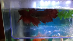 Betta splendens