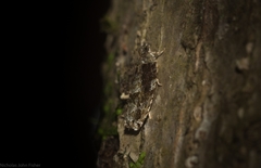 Metrioglypha phyllodes