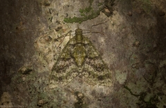 Tympanota perophora