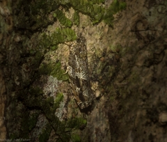 Metrioglypha phyllodes