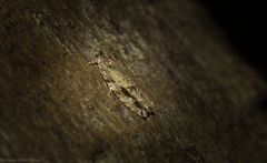 Metrioglypha phyllodes