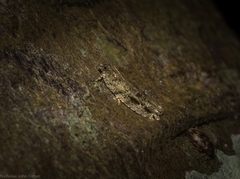 Metrioglypha phyllodes