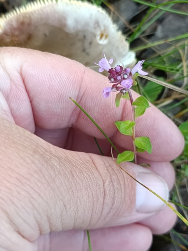 Thymus pulegioides