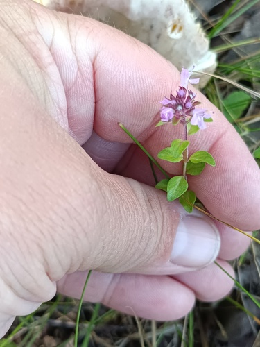 Thymus pulegioides