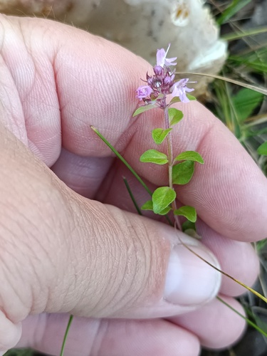 Thymus pulegioides
