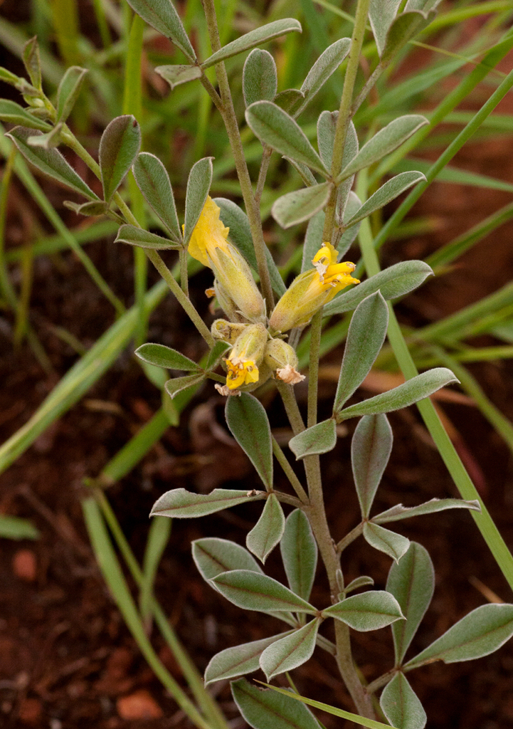 Pearsonia metallifera