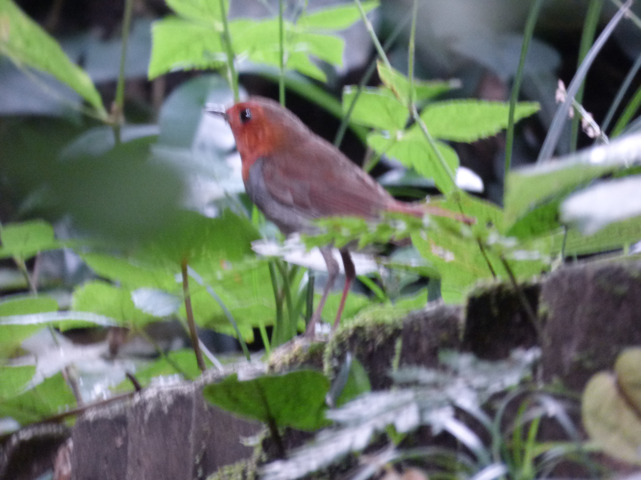 Japanese Robin