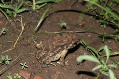 Duttaphrynus melanostictus