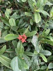 Ixora coccinea