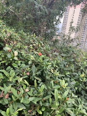 Ixora coccinea