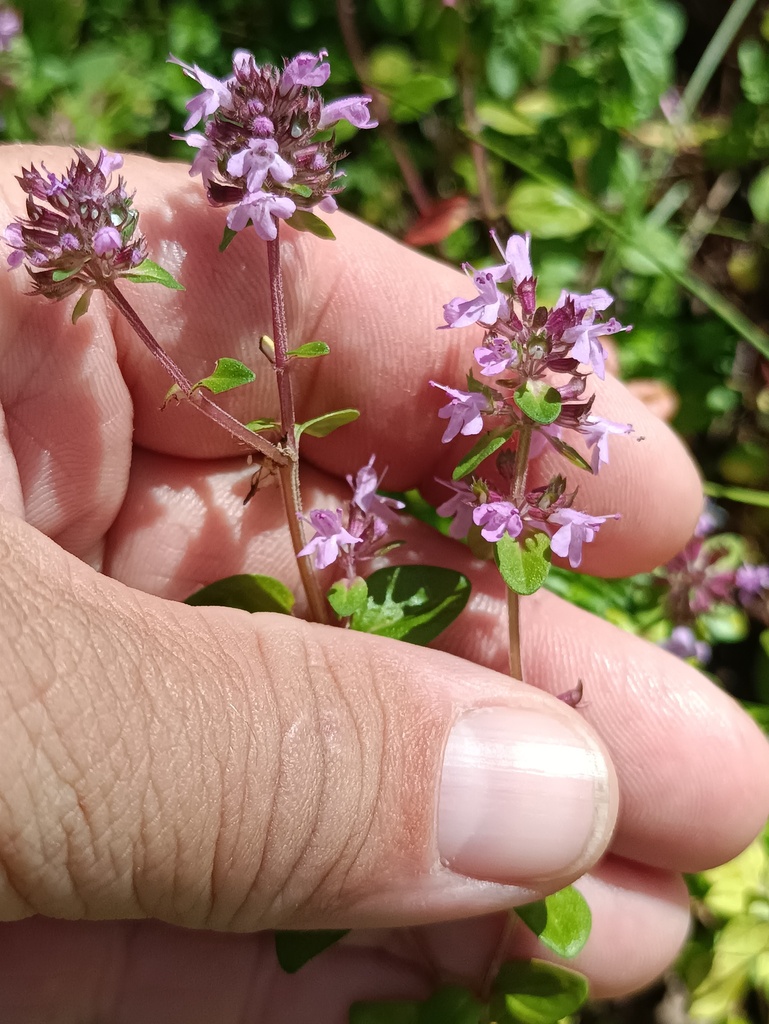 Thymus pulegioides, Вязниковский р-н, Владимирская обл., Россия