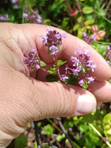 Thymus pulegioides