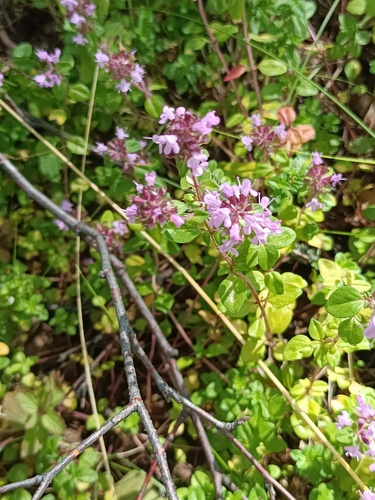 Thymus pulegioides