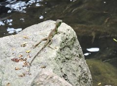 Physignathus cocincinus