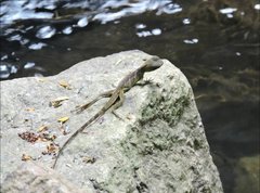 Physignathus cocincinus