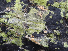Rhizocarpales