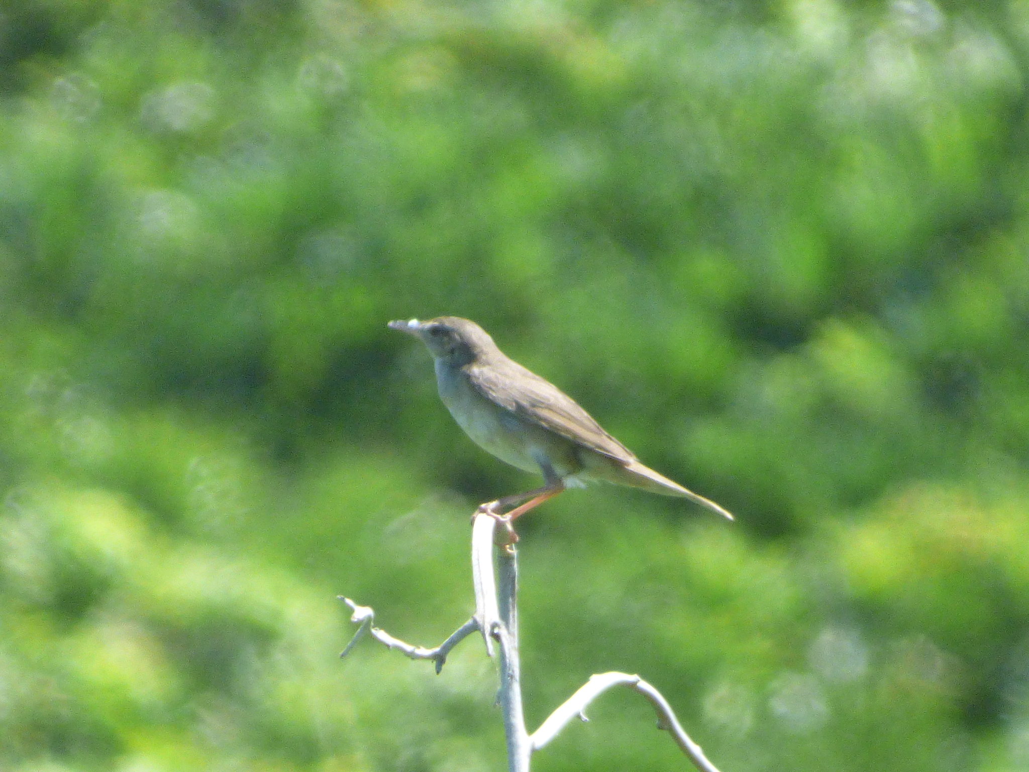 Styan's Grasshopper Warbler