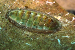 Ischnochiton contractus