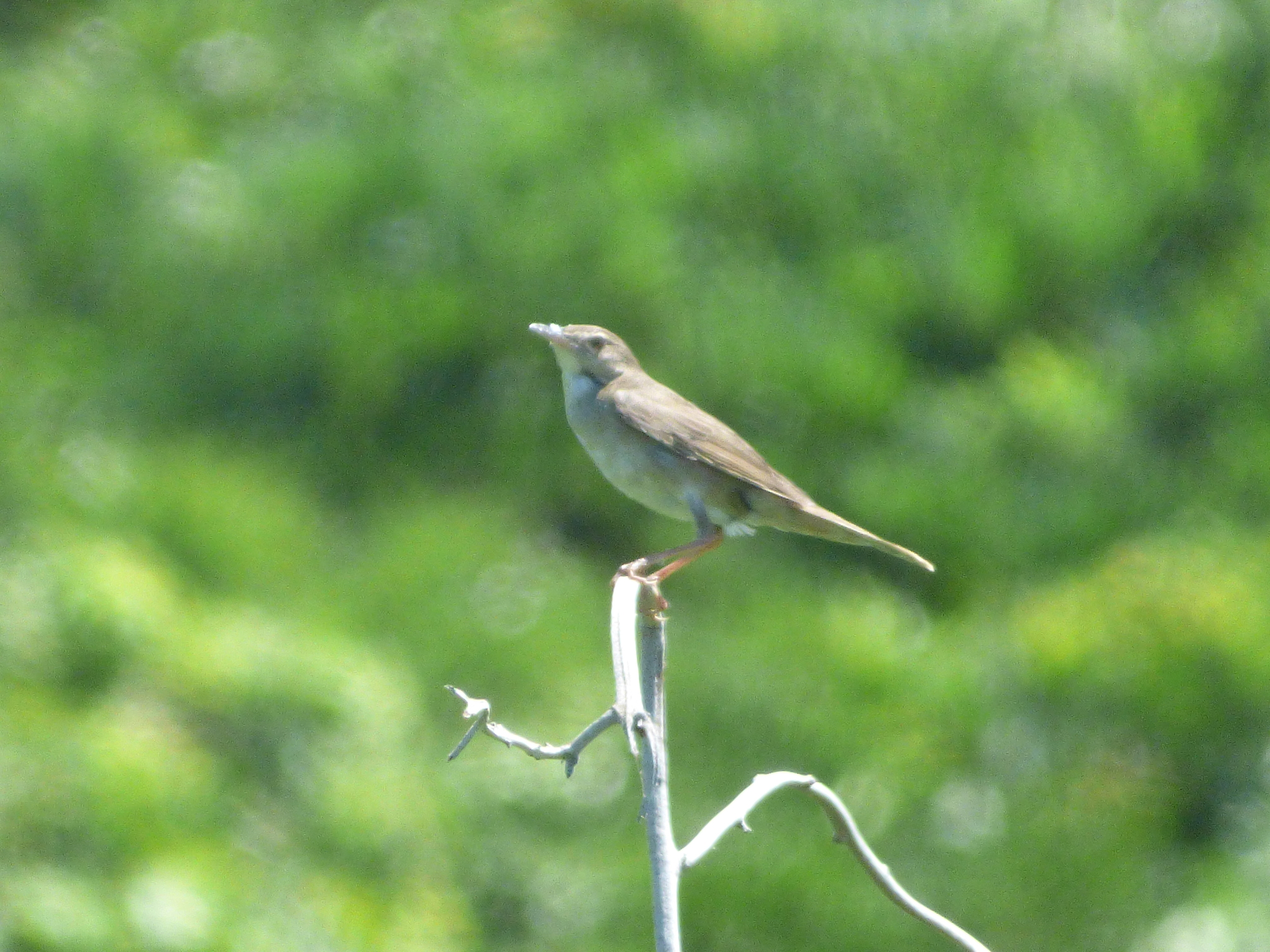 Styan's Grasshopper Warbler