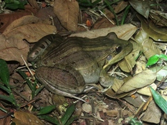 Leptodactylus latrans